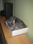 i's not too big for my box.JPG